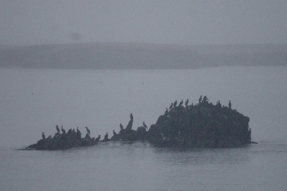 birds sitting on a small rock in the sea