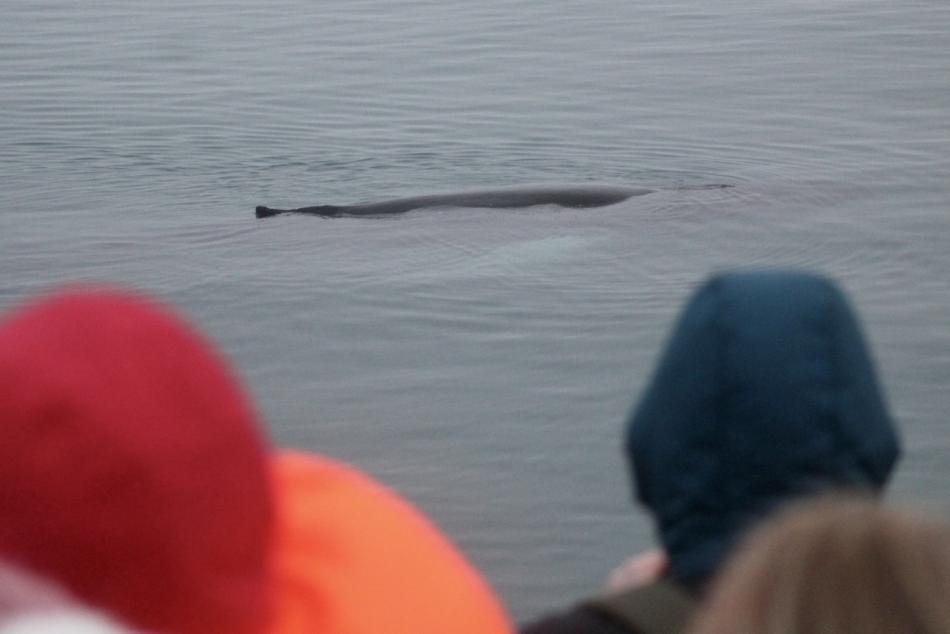 passengers on a whale watching cruise look at humpback whale
