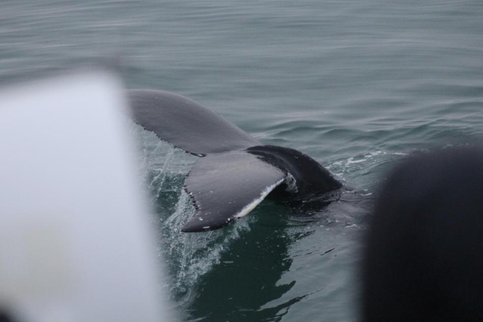 humpback whale dorsal fin near boat