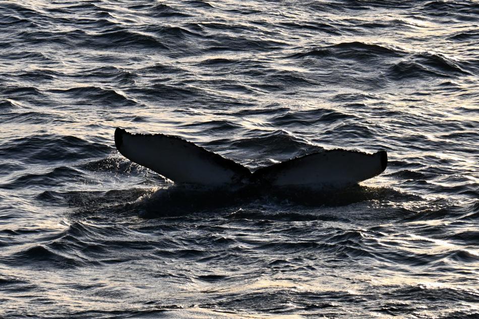 humpback whale fluke