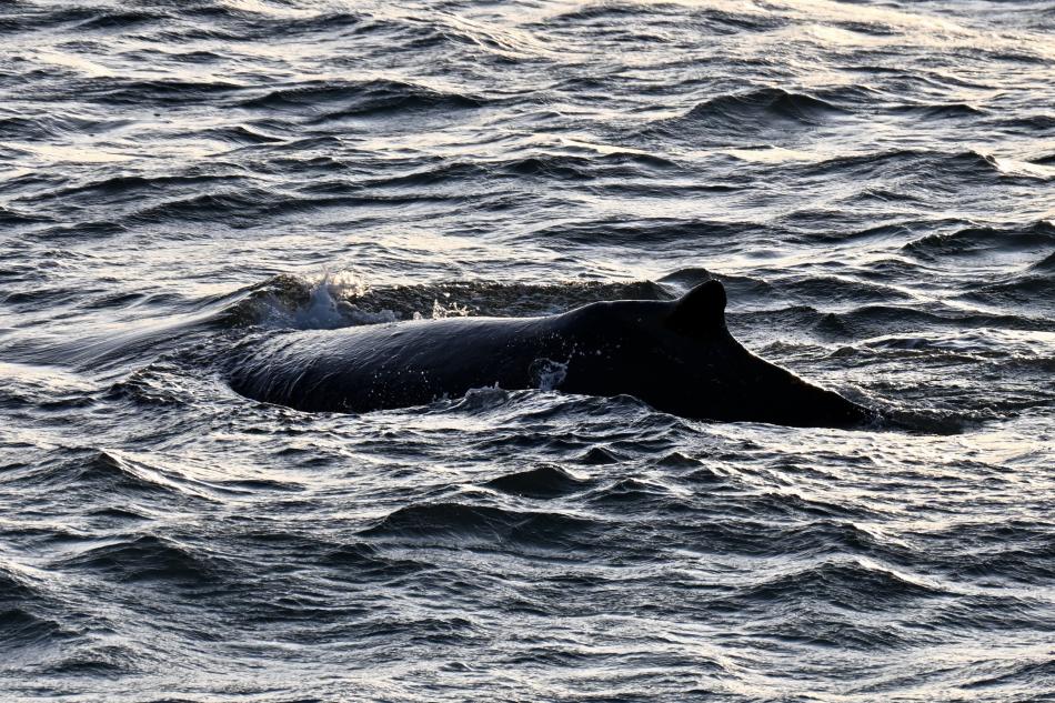 humpback whale dorsal fin