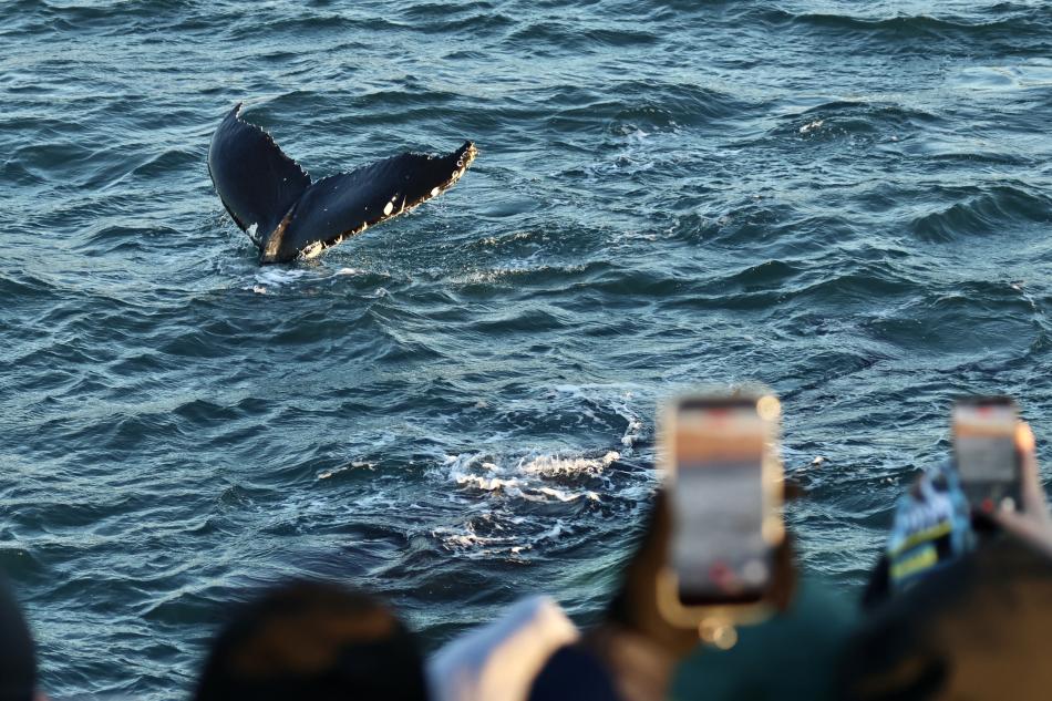 humpback whale surfaces next to passengers on a whale watching boat