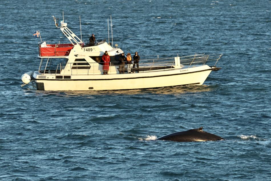 elding ii whale watching private boat watching a humpback whale