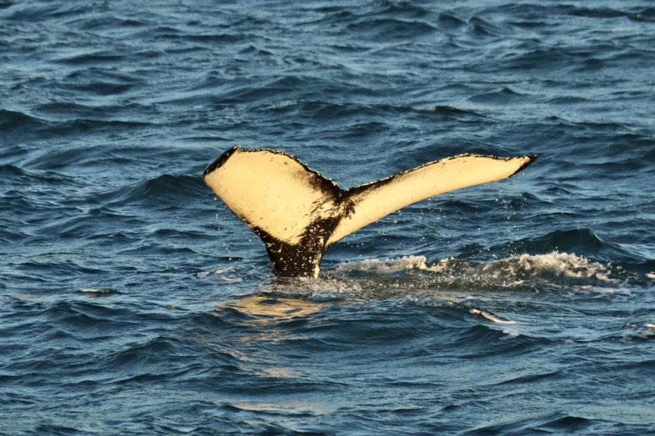 humpback whale fluke