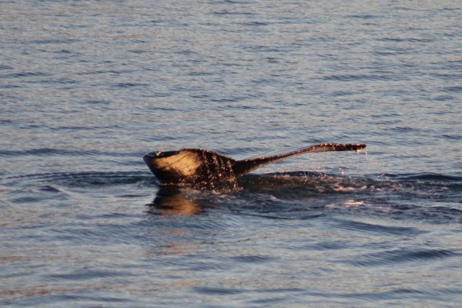 humpback whale fluke