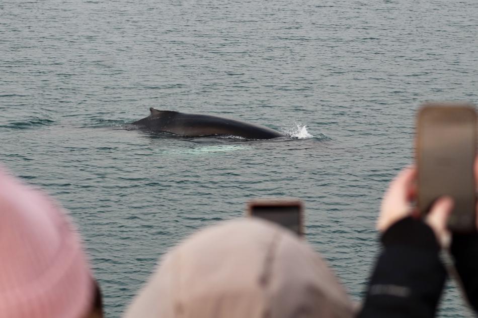 humpback whale surfaces very close to boat and onlooking passengers