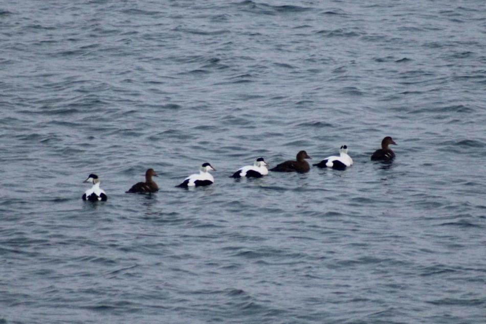 ducks swimming in formation