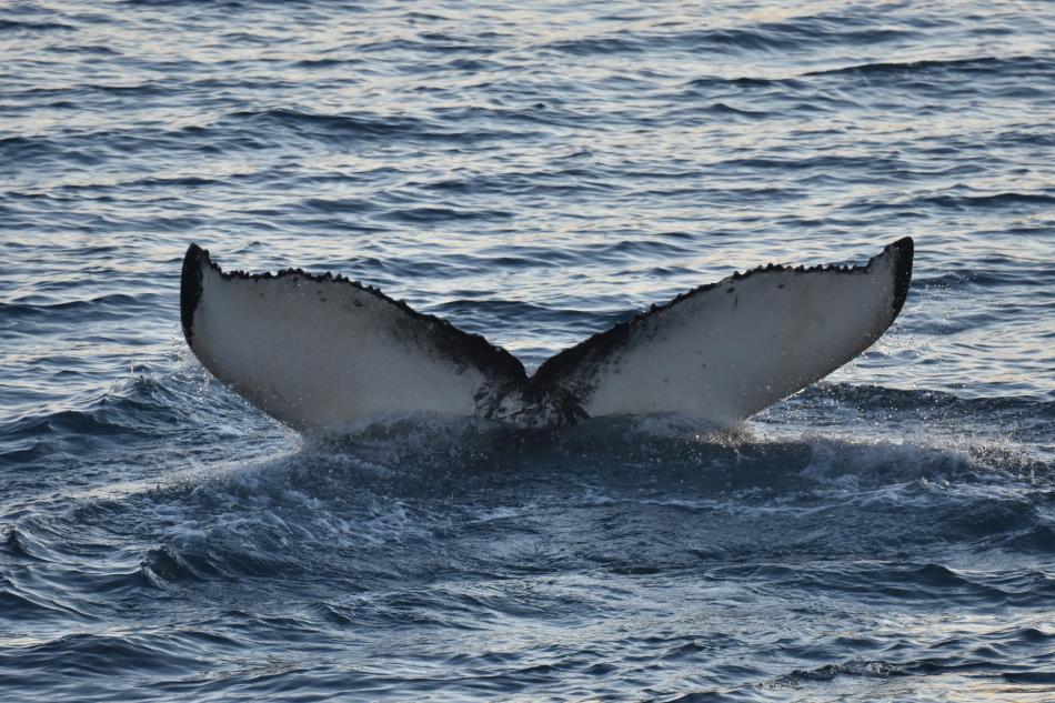 humpback whale fluke