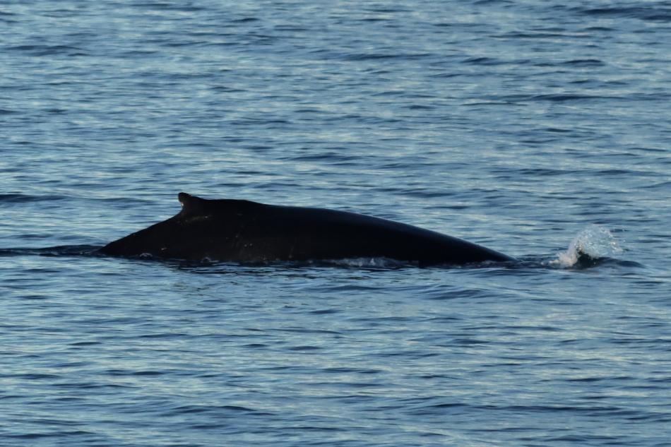 humpback whale