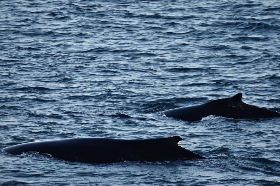 humpback whales