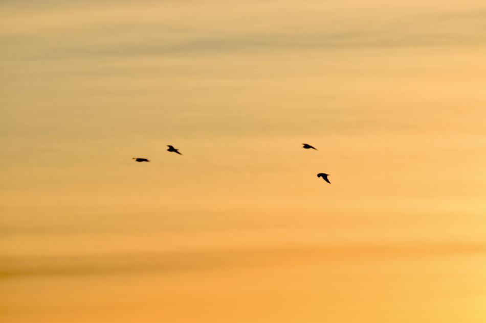 birds flying in the winter sun
