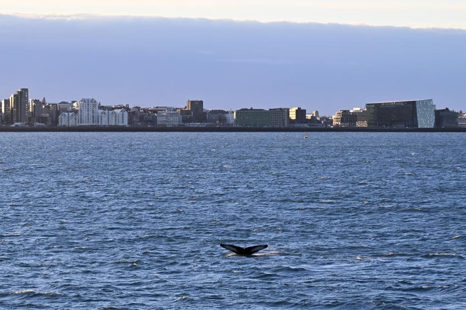 humpback whale fluke close to land