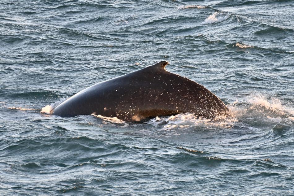 humpback whale dorsal fin