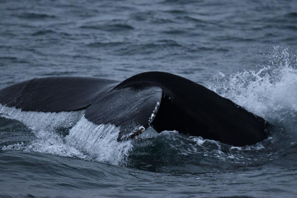 humpback whale dorsal fin