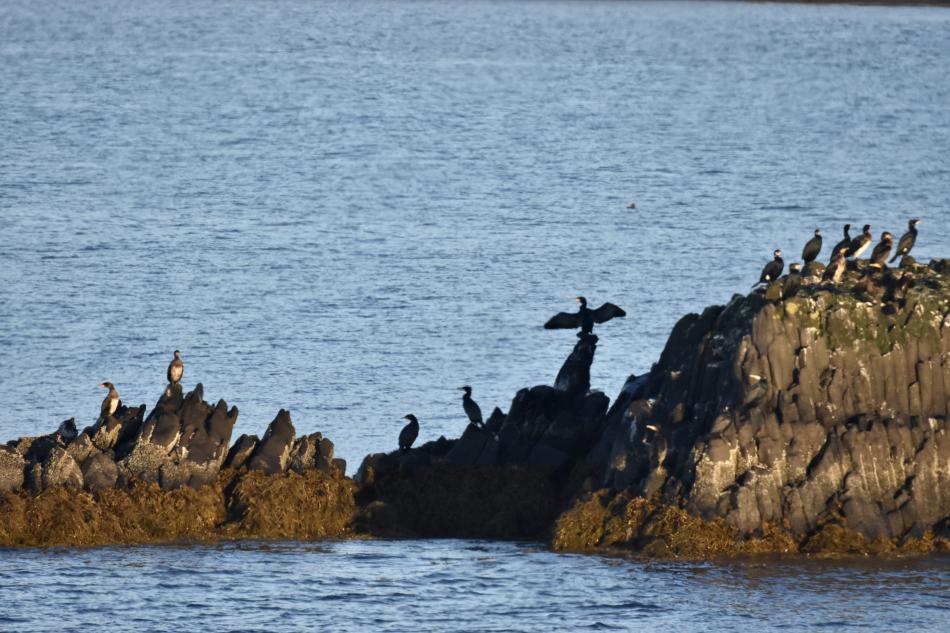 birds on a rock