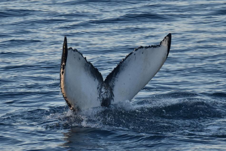 humpback whale fluke