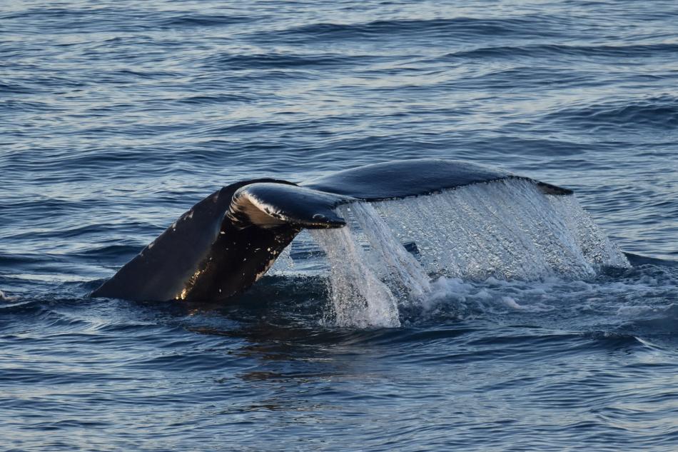 humpback whale fluke
