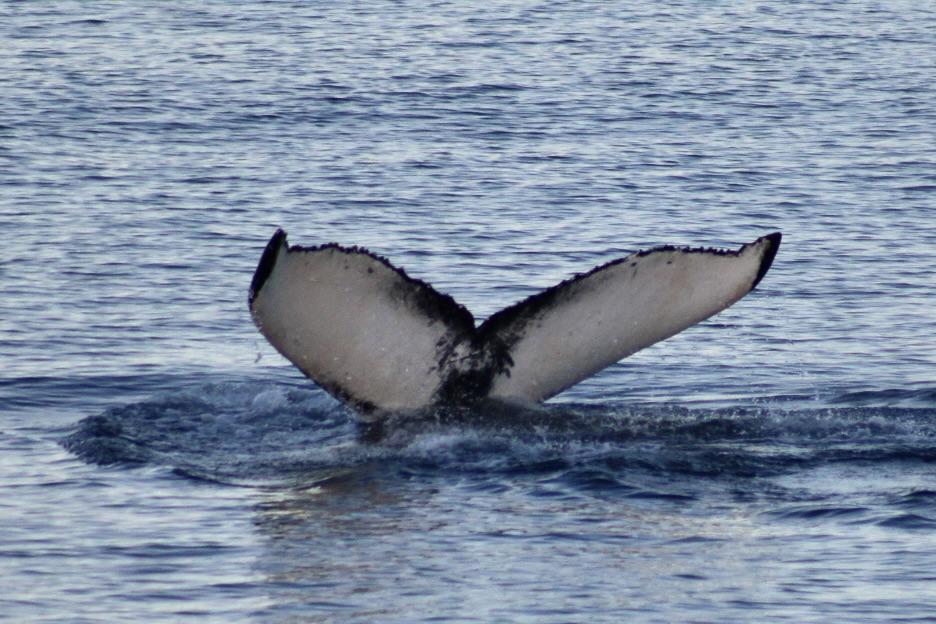 humpback whale fluke