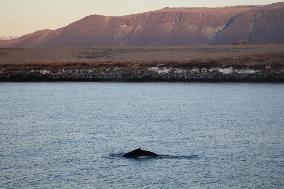 humpback whale dorsal fin