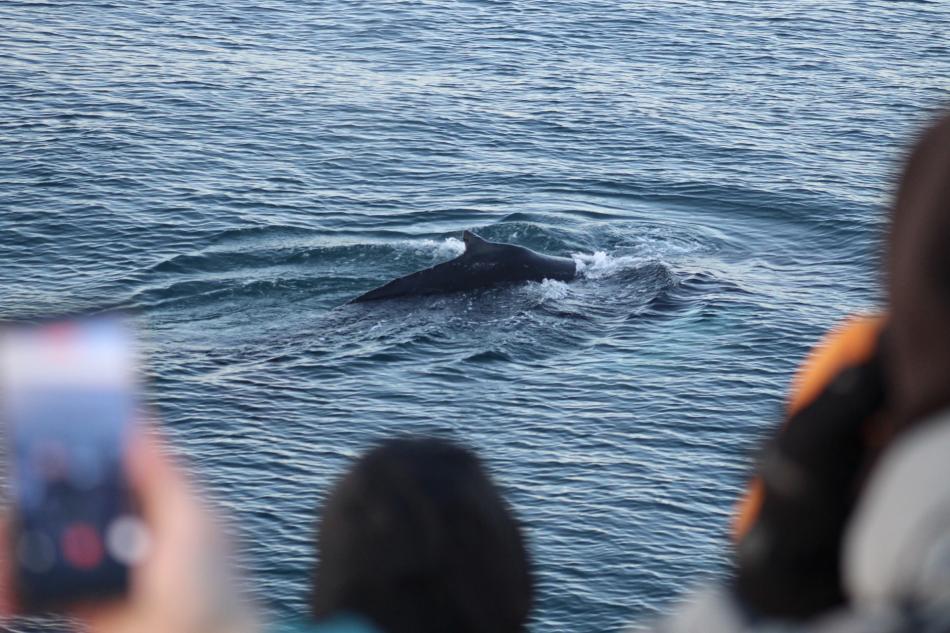 passengers on a boat tour look at humpback whale
