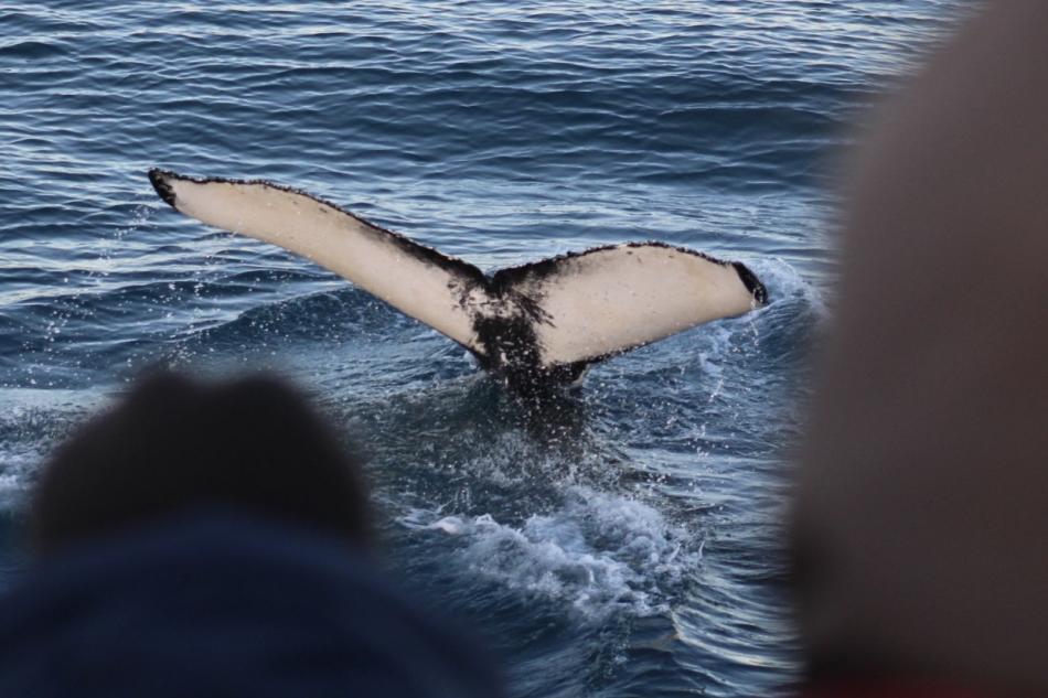 passengers on a boat tour look at humpback whale