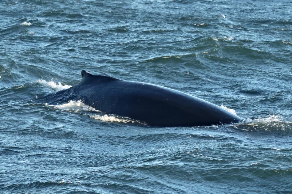 humpback whale dorsal fin