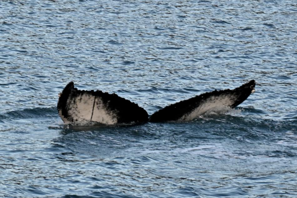 humpback whale fluke