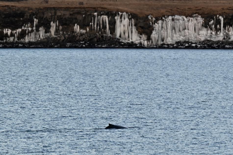 humpback whale close to land