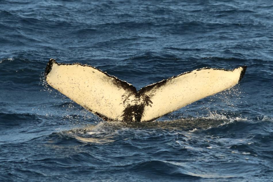 humpback whale fluke