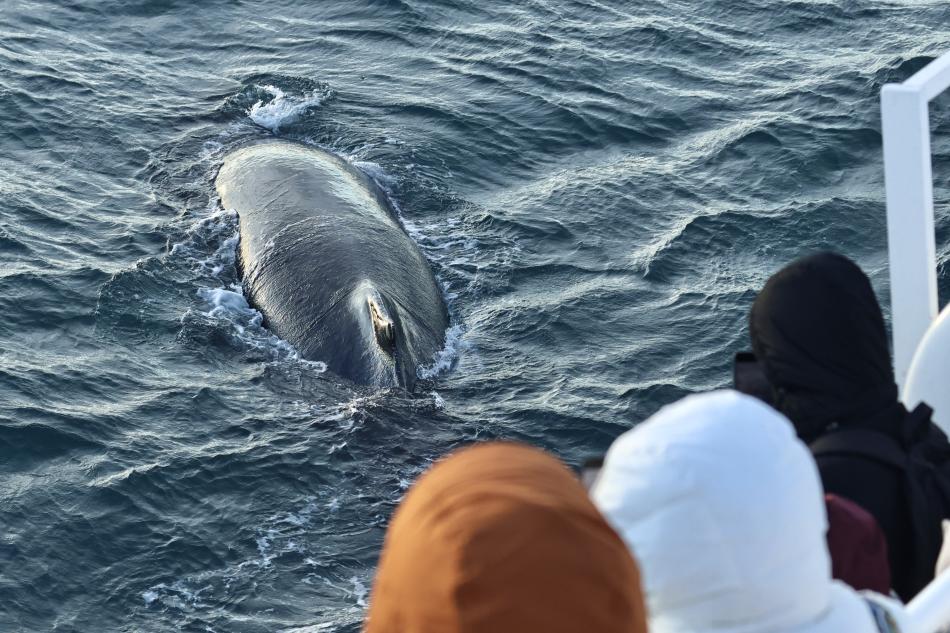 humpback whale close to passengers on a boat