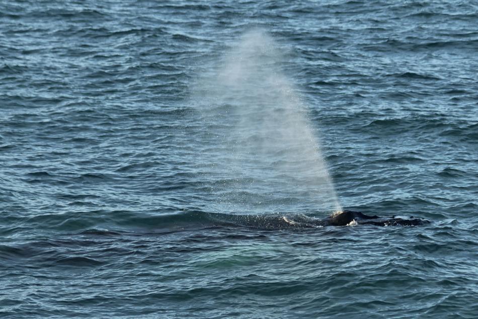 humpback whale breath