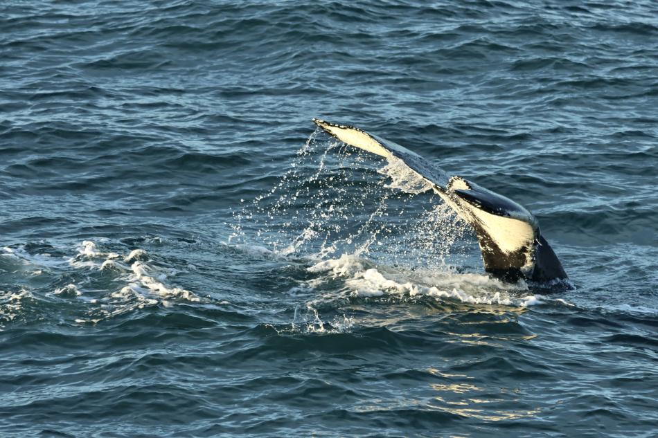 humpback whale fluke