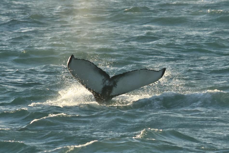 humpback whale fluke