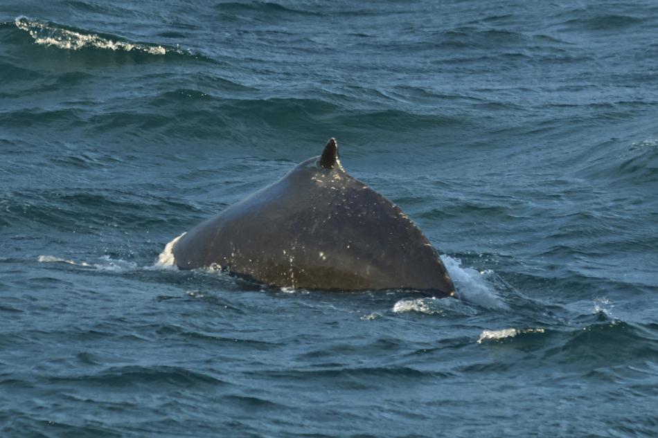 humpback whale dorsal fin