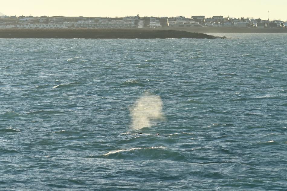 humpback whale close to land