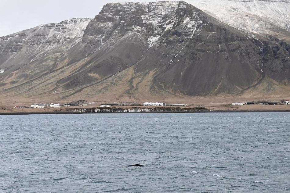 humpback whale close to mountain