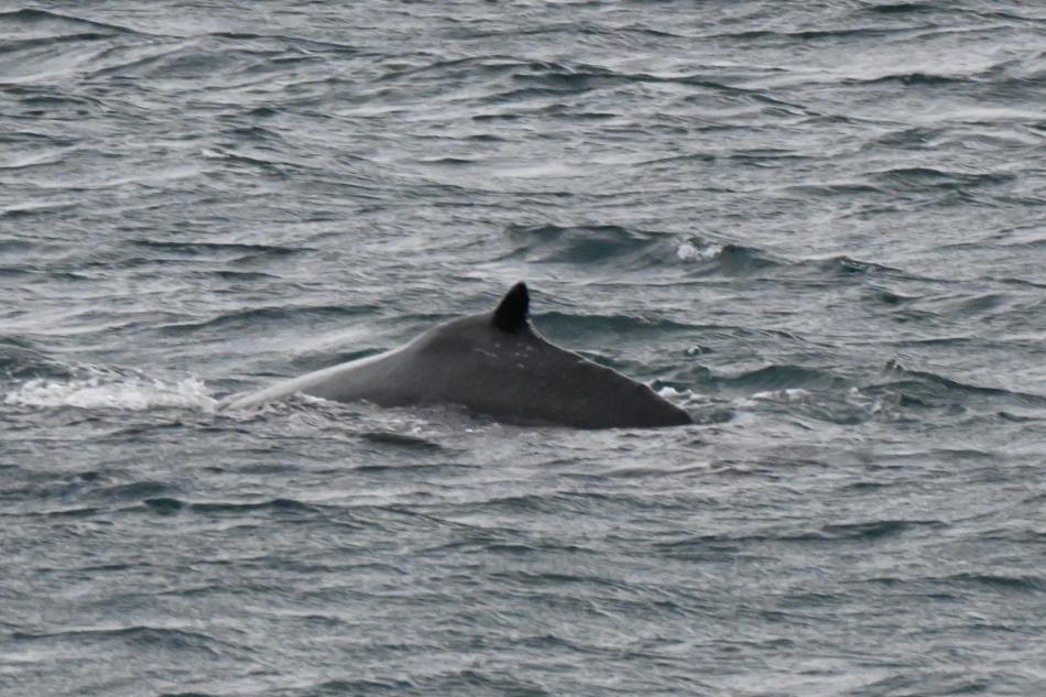 humpback whale dorsal fin