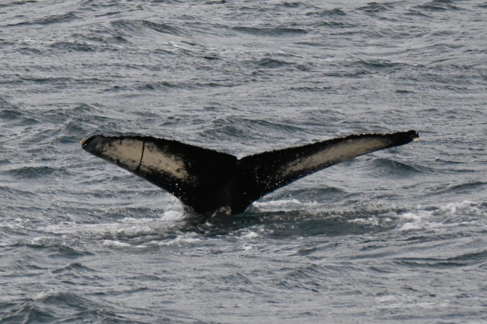 humpback whale fluke