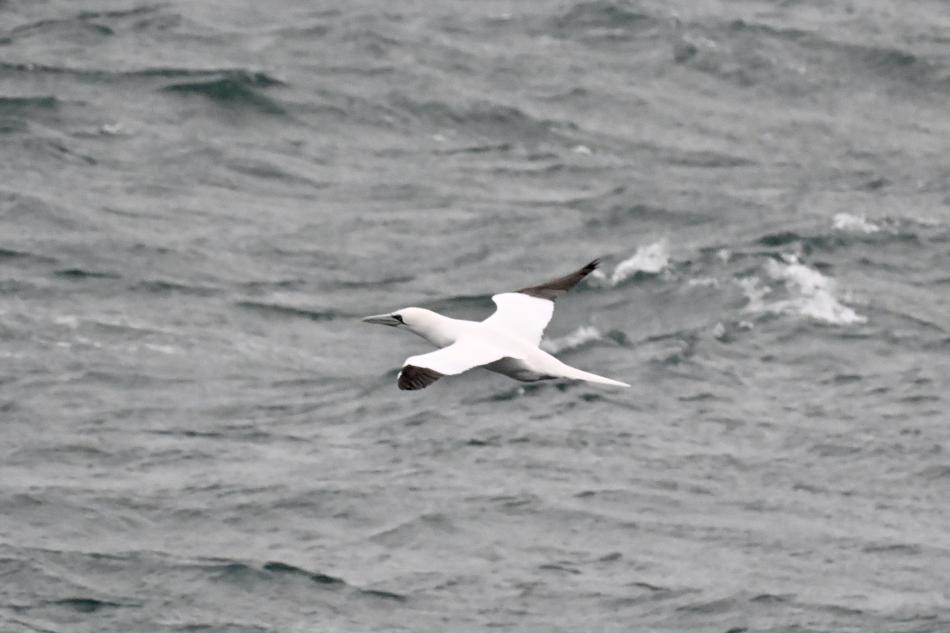 northern gannet in flight