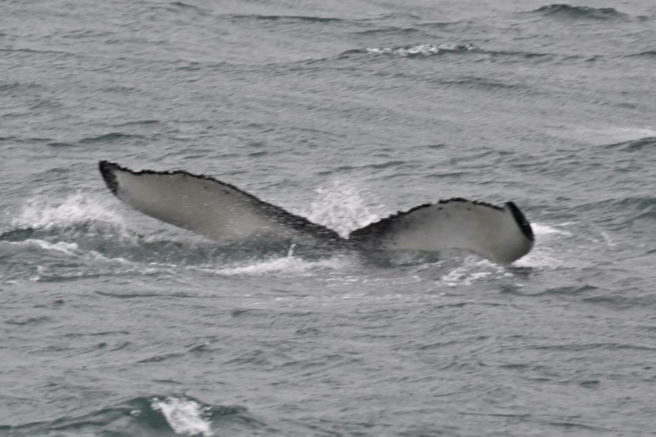 humpback whale fluke
