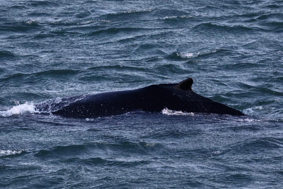 humpback whale dorsal fin