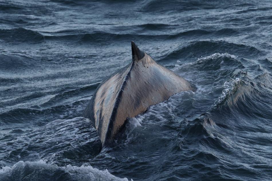 humpback whale dorsal fin