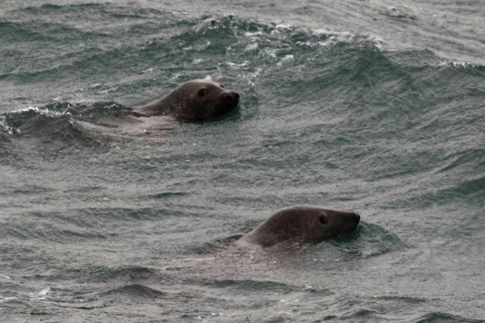 seals