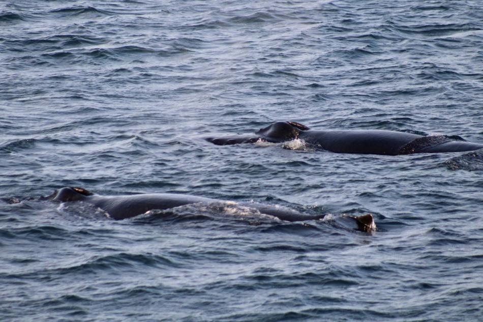 humpback whales