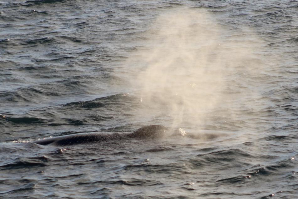 humpback whale breath