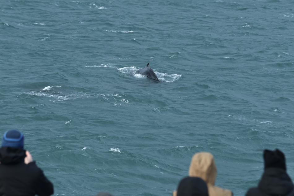 humpback whale surfaces in front of passengers on a whale watching boat