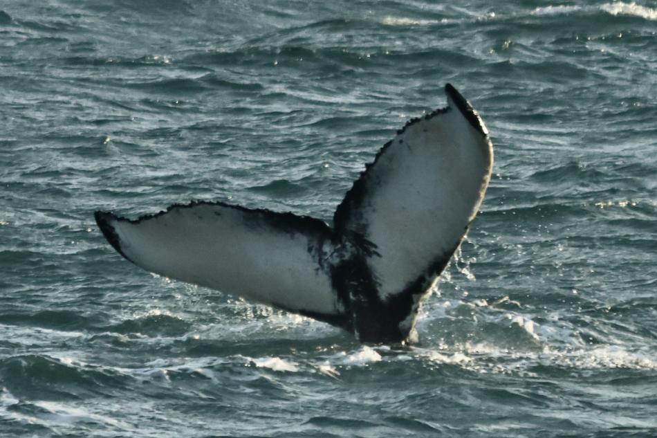 humpback whale fluke