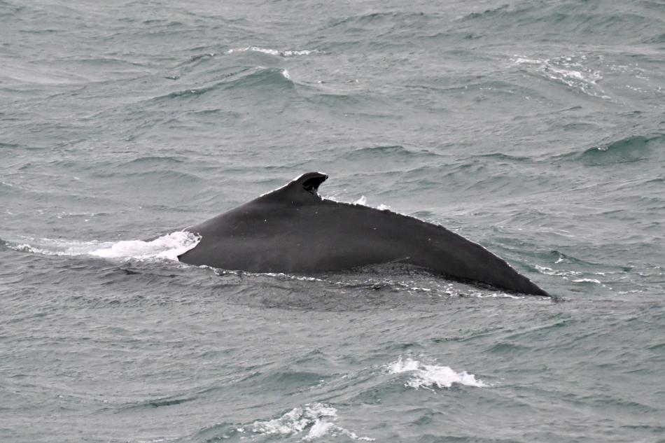 humpback whale dorsal fin