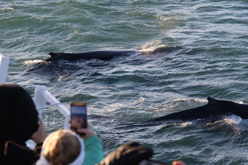 humpback whales close to boat