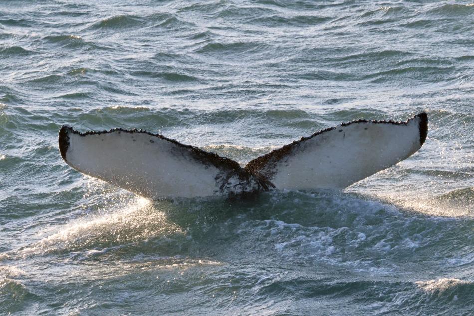 humpback whale fluke